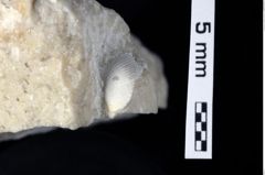 Foto (Detailansicht) von Mesogalathea striata (Remeš, 1895) (NHMW-GEO-1990-0041-0323)